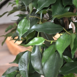 Ficus Exotica XL pianta artificiale 110 cm