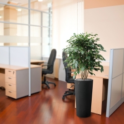 Ficus Exotica XL pianta artificiale 110 cm