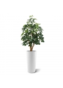 Schefflera Exotica pianta artificiale 120 cm - FR - ignifuga