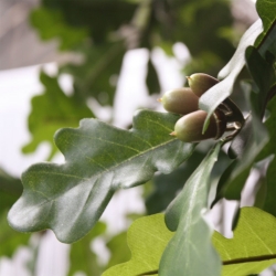 Albero di quercia artificiale gigante Deluxe 300 cm
