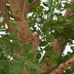 Albero artificiale di Murraya deluxe XXL 370 cm