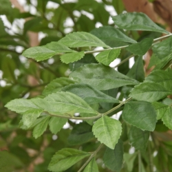 Albero artificiale di Murraya deluxe XXL 370 cm