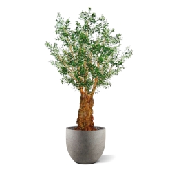 Ulivo artificiale gigante Deluxe 290 cm
