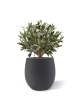 Sfera di Ulivo Artificiale D 40cm UV in vaso