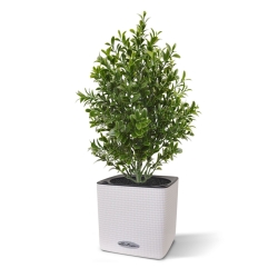 Bouquet artificiale di bosso 30 cm UV