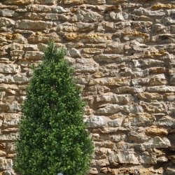 Pianta artificiale a torre di Buxus 110 cm - resistente ai raggi UV
