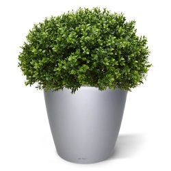 Pianta artificiale di bosso a mezza sfera 60 cm - resistente ai raggi UV
