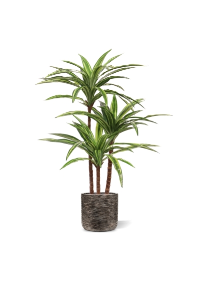 Replica Draceana Massangeana pianta Deluxe 95cm