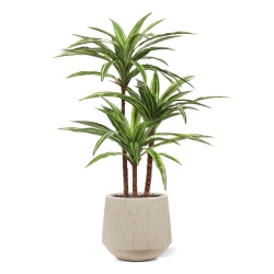 Replica Draceana Massangeana pianta Deluxe 95cm