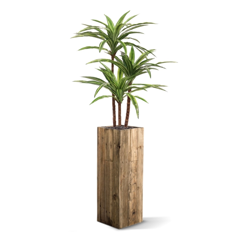 Replica Draceana Massangeana pianta Deluxe 95cm