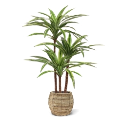 Replica Draceana Massangeana pianta Deluxe 95cm