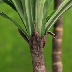Replica Draceana Massangeana pianta Deluxe 95cm