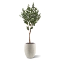 Albero artificiale di eucalipto su tronco 170 cm