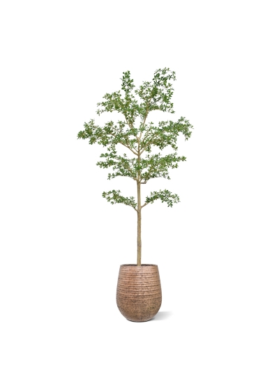 Albero artificiale Bucida Shady Lady verde 270 cm