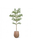 Albero artificiale Bucida Shady Lady verde 270 cm
