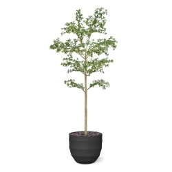 Albero artificiale Bucida Shady Lady verde 270 cm