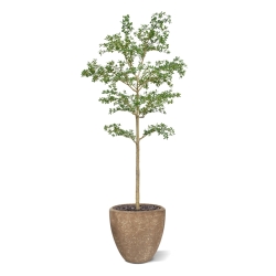 Albero artificiale Bucida Shady Lady verde 270 cm