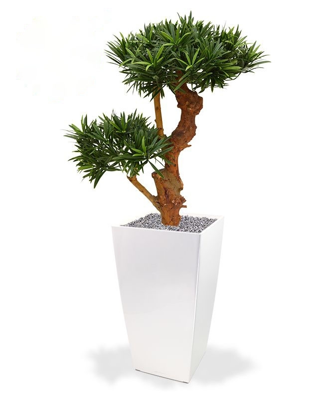 Podocarpus Bonsai deluxe pianta artificiale 65 cm - resistente ai raggi UV