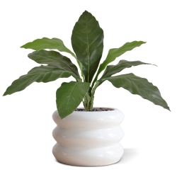 Anthurium Jungle King pianta artificiale 60 cm