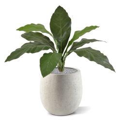 Anthurium Jungle King pianta artificiale 60 cm