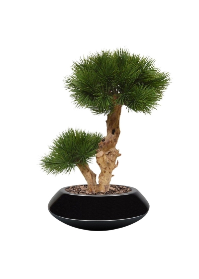 Albero artificiale Pinus Bonsai su base 55 cm - resistente ai raggi UV