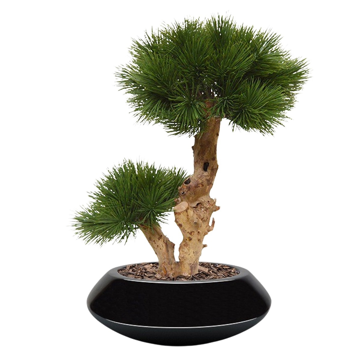 Albero artificiale Pinus Bonsai su base 55 cm - resistente ai raggi UV