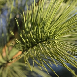 Pinus deluxe XL pianta artificiale 130 cm - resistente ai raggi UV