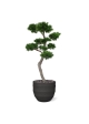 Albero artificiale Pinus Bonsai XL 200 cm - resistente ai raggi UV