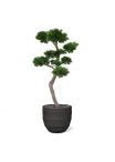 Albero artificiale Pinus Bonsai XL 200 cm - resistente ai raggi UV