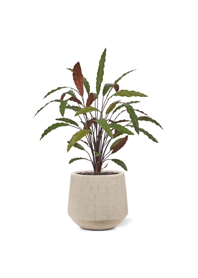 Calathea 75cm Pianta artificiale verde/rossa