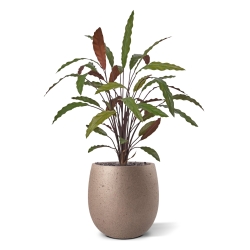 Calathea 75cm Pianta artificiale verde/rossa