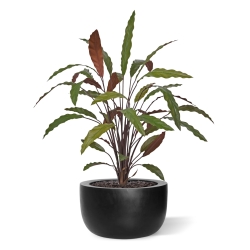 Calathea 75cm Pianta artificiale verde/rossa