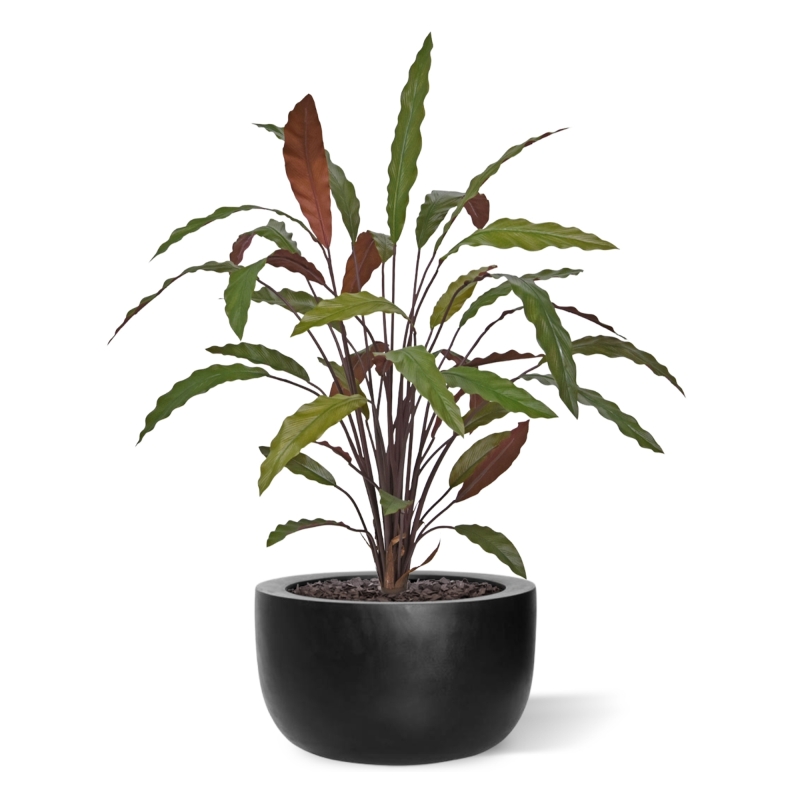 Calathea 75cm Pianta artificiale verde/rossa