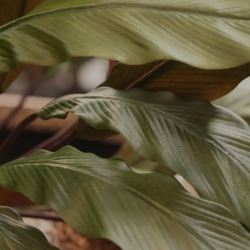 Calathea 75cm Pianta artificiale verde/rossa