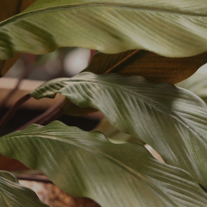 Calathea 75cm Pianta artificiale verde/rossa