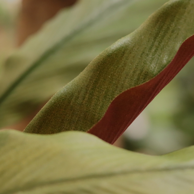 Calathea 75cm Pianta artificiale verde/rossa