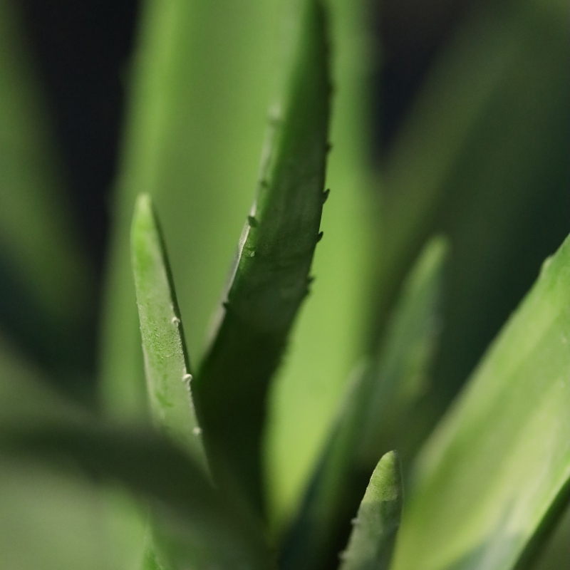 Pianta artificiale Aloe deluxe 60 cm