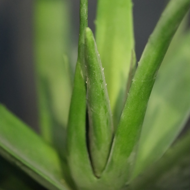 Pianta artificiale Aloe deluxe 60 cm