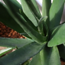 Pianta artificiale Aloe deluxe 60 cm
