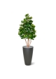 Albero artificiale Clusia Deluxe 120 cm