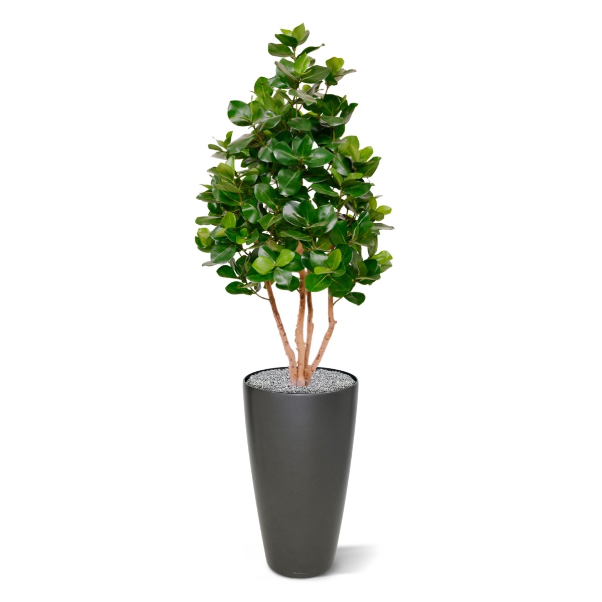 Albero artificiale Clusia Deluxe 120 cm
