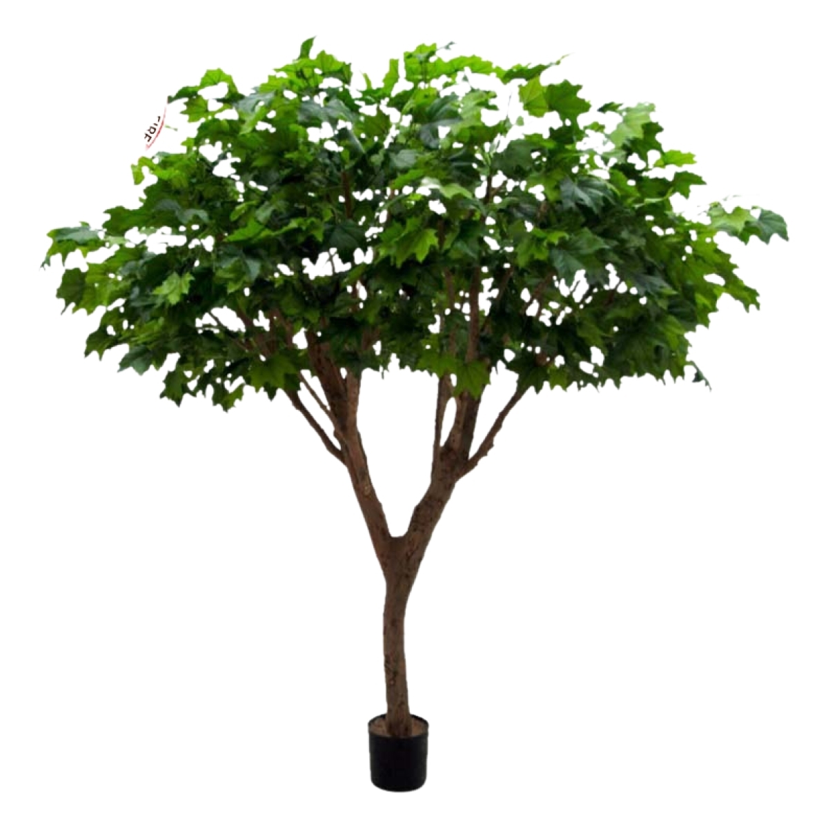 Replica di lusso dell'Acero 240 cm ignifuga