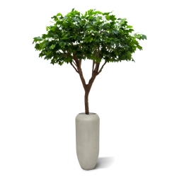 Replica di lusso dell'Acero 240 cm ignifuga