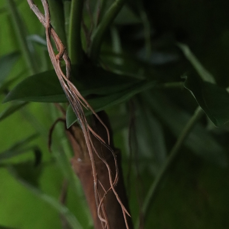 Philodendron Fun Bun Pianta Artificiale 155cm