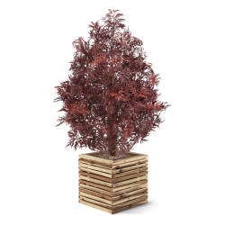 Pianta artificiale Ming Aralia UV 90cm Borgogna