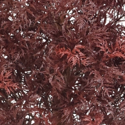 Pianta artificiale Ming Aralia UV 90cm Borgogna
