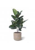 Ficus Audrey pianta artificiale 60cm