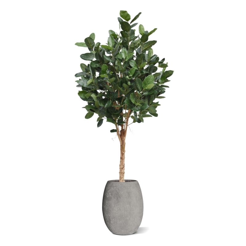 Albero Ficus Audrey Deluxe Artificiale 250cm