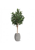 Albero Ficus Audrey Deluxe Artificiale 250cm