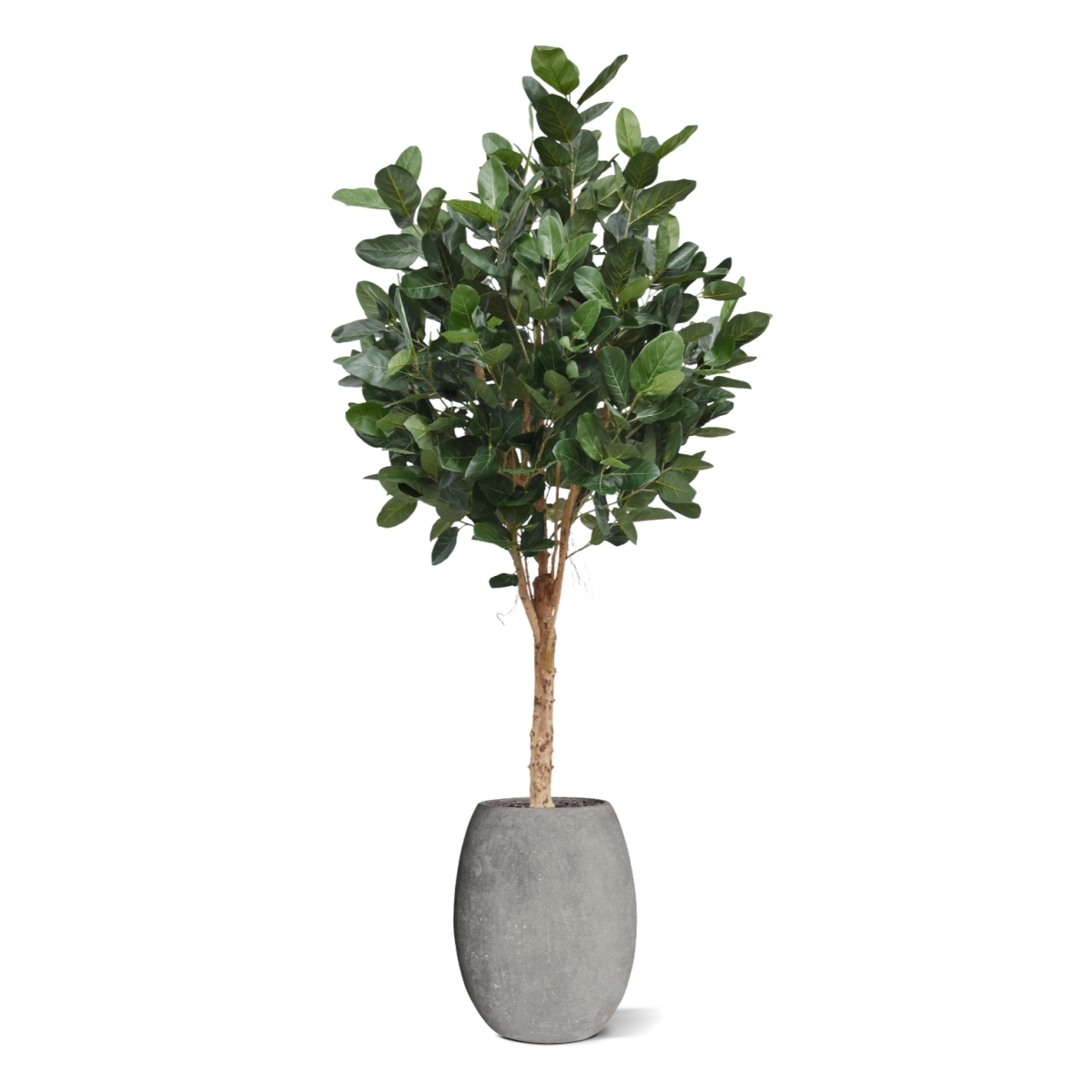 Albero Ficus Audrey Deluxe Artificiale 250cm